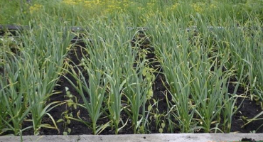 Musím před sklizní shrabat půdu z hlávek česneku??